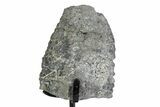 Fossil Sauropod Vert Process Section w/ Metal Stand - Colorado #383253-1
